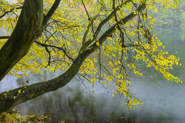 View of the lake Schmaler Luzin in the Feldberger Seenlandschaft in autumn