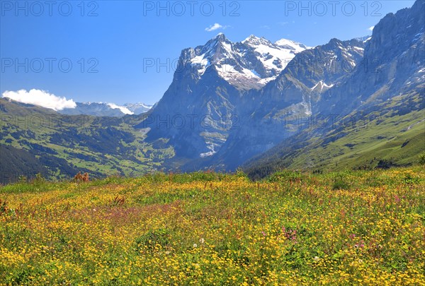 Blossoming mountain meadow on Kleine Scheidegg with Wetterhorn