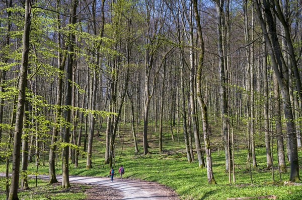 Hiker in a beech forest with Ramsons (Allium ursinum)