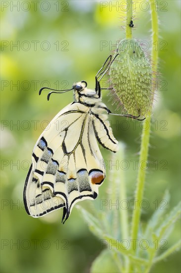 Swallowtail (Papilio machaon) to bud of poppy flowers (Papaver rhoeas)