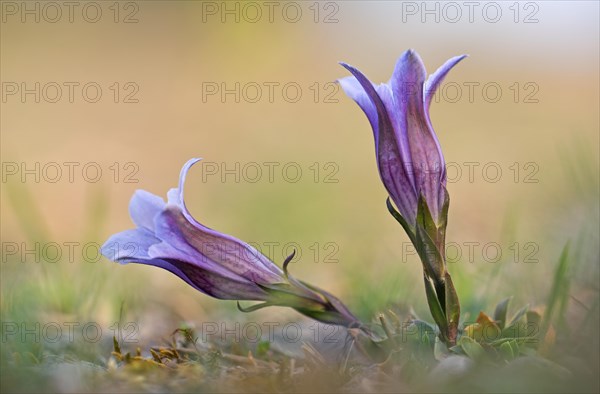 Alpine gentian (Gentiana alpina) blooms in a meadow