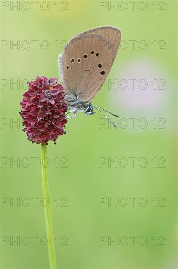 Dark meadow button ant blue (Phengaris nausithous) sitting on a meadow button plant (Sanguisorba)