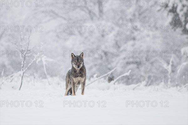 A wolf (Canis lupus) on a meadow in a winter setting