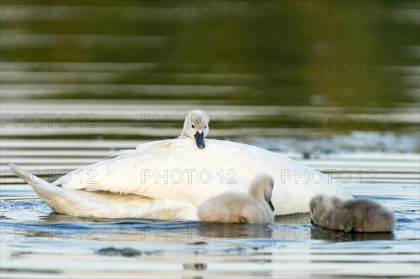 Mute swan (cygnus olor)