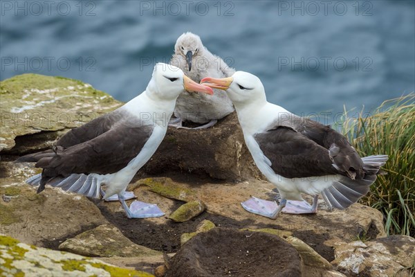 Black-browed Albatross (Thalassarche melanophris)