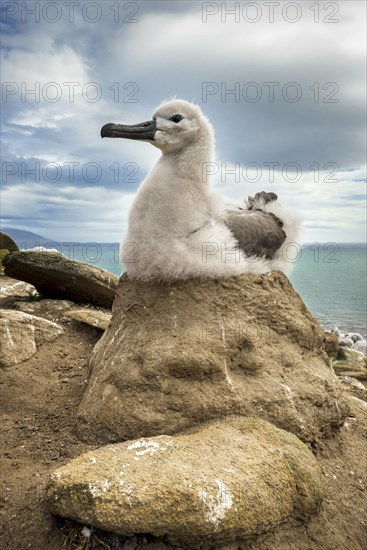 Black-browed Albatross (Thalassarche melanophris) chick on its nest