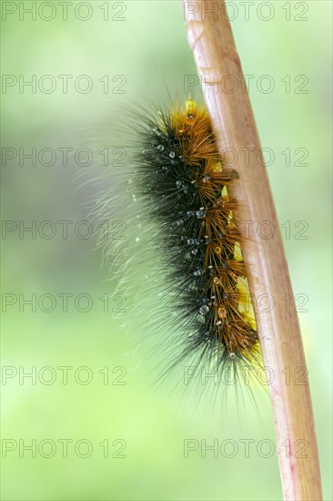 Garden tiger moth