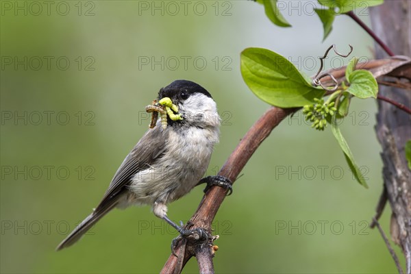 Marsh tit (Parus palustris) sits on a branch and has insects in his beak