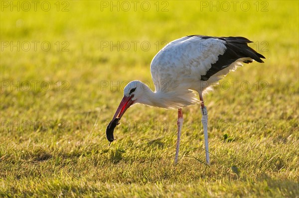 White stork (Ciconia ciconia) captures European mole (Talpa europaea)