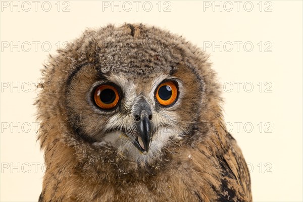 Bengal Eagle Owl