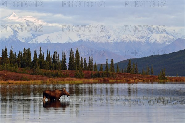 Elk (Alces alces) stands in water and eats