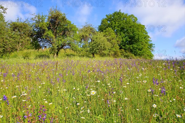 Colourful flowering species-rich meadow in spring