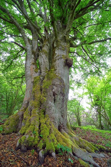 Old gnarled beech (Fagus sylvatica)