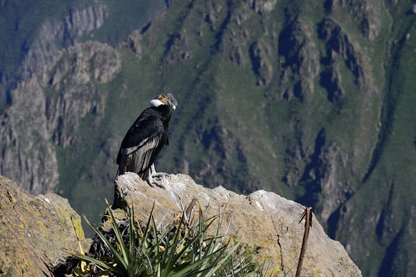 Andean condor (Vultur gryphus)