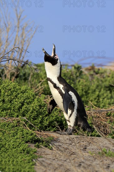 African penguin (Spheniscus demersus)