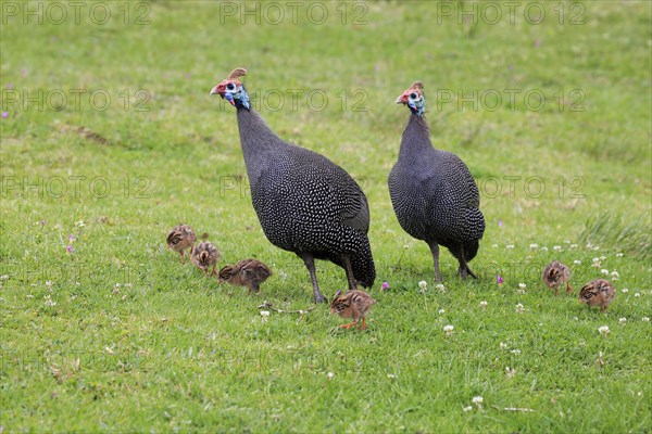 Helmeted guineafowl (Numida meleagris)