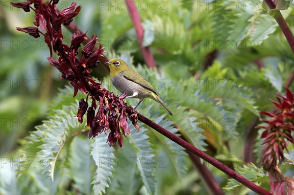 Cape White-eye