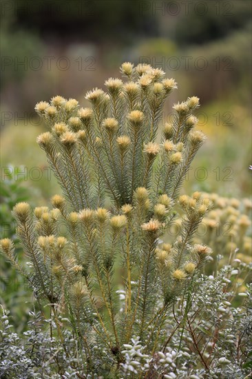 Phylica (Phylica pubescens)