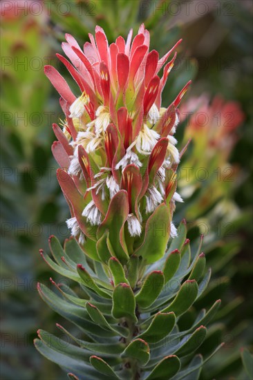 Protea