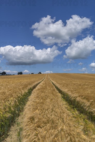 Tractor tracks in the ripe barley field (Hordeum vulgare)