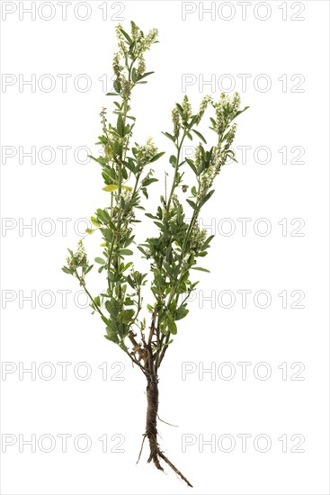 White clover (Trifolium repens) on white background