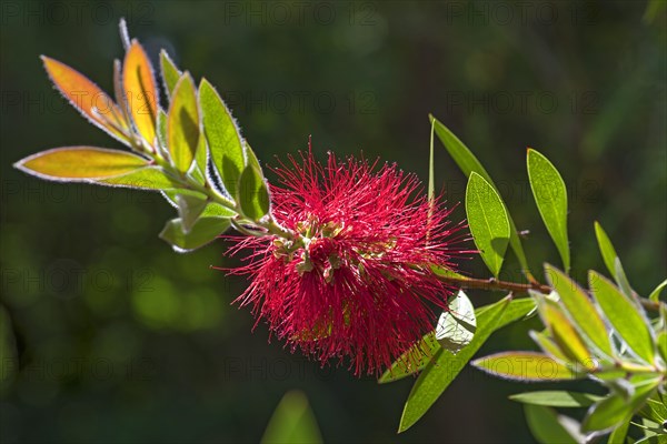 Bottlebrush (Callistemon)