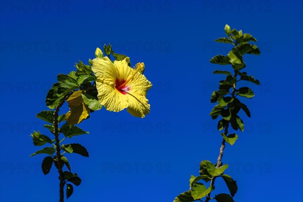 Hibiscus flower