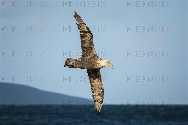 Southern giant petrel (Macronectes giganteus) in flight