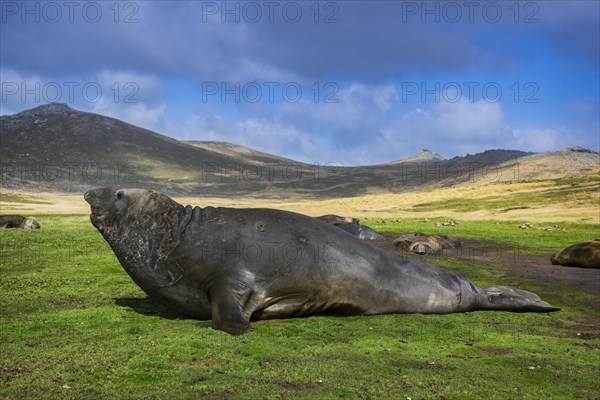 Southern elephant seal (Mirounga leonina)