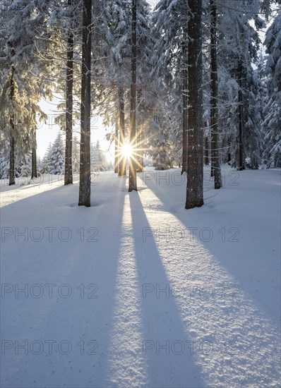 Snowy Norway spruce (Picea abies) forest at sunset