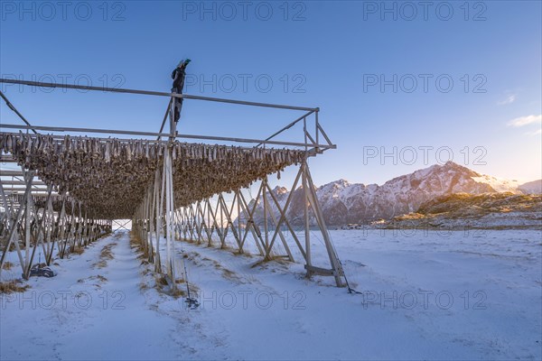 Wooden frame with stockfish in winter at sunset