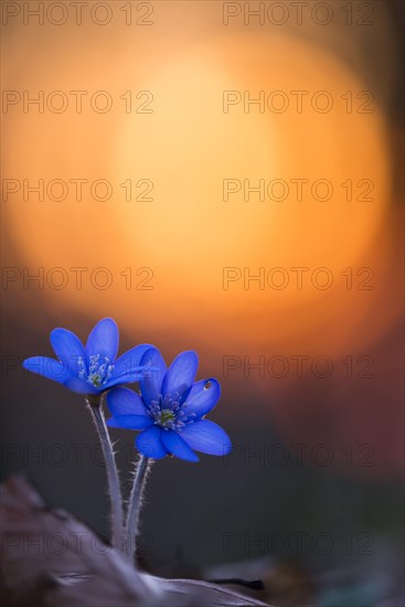 Two (Hepatica nobilis ) in front of sunset