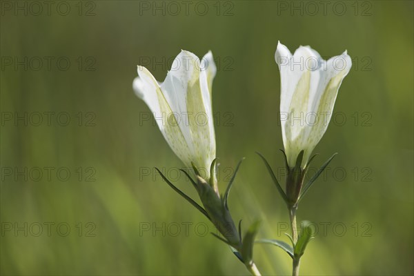 Marsh Gentian (Gentiana pneumonanthe)