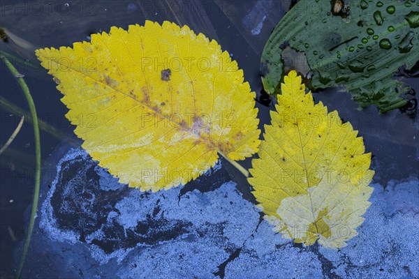 Autumnally colored leaf of the field elms (Ulmus minor) in water