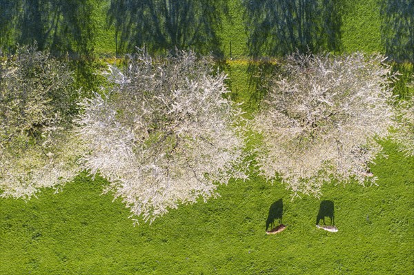 Flowering cherry trees and cows in a meadow from above