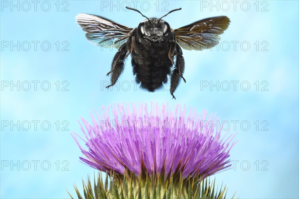 Violet carpenter bee (Xylocopa violacea)