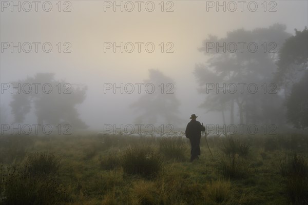 Shepherd with a flock of sheep in the heath at the Thuelsfeld dam at sunrise in the fog