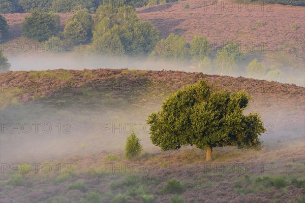 Oak in blooming heath with fog in the valleys