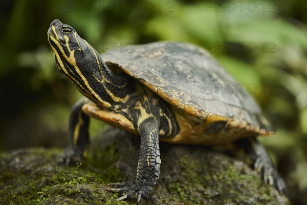 Red-eared slider (Trachemys scripta elegans) on mossed stone