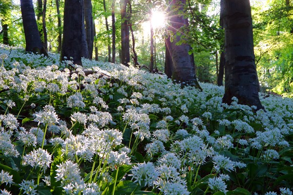 Bloomer (Allium ursinum)