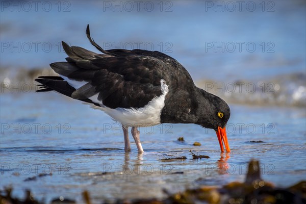 Magellanic Oystercatcher (Haematopus leucopodus)