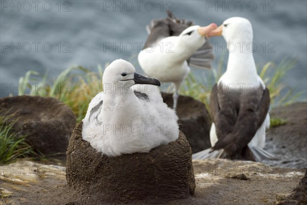 Black-browed Albatross (Thalassarche melanophris) chick on its nest