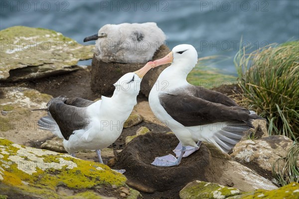 Black-browed Albatross (Thalassarche melanophris)