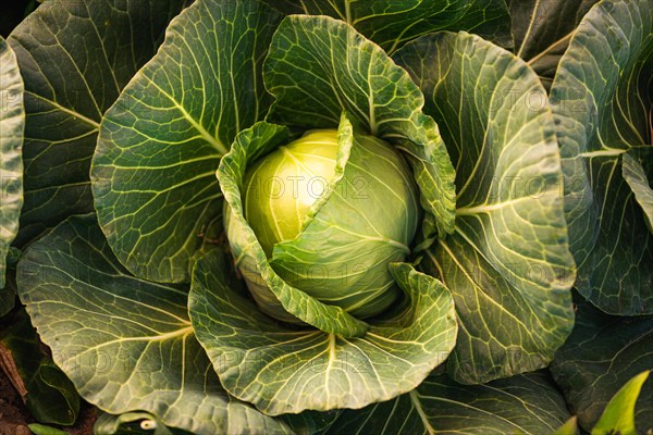 Kale head in the field