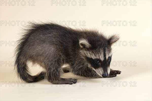 Raccoon (Procyon lotor)