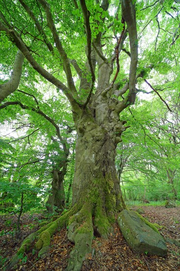 Gnarled old beech (Fagus sylvatica)