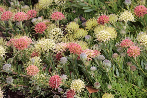 Pincuspid protea