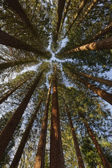 Group of Giant sequoiasn (Sequoiadendron giganteum) at sunrise