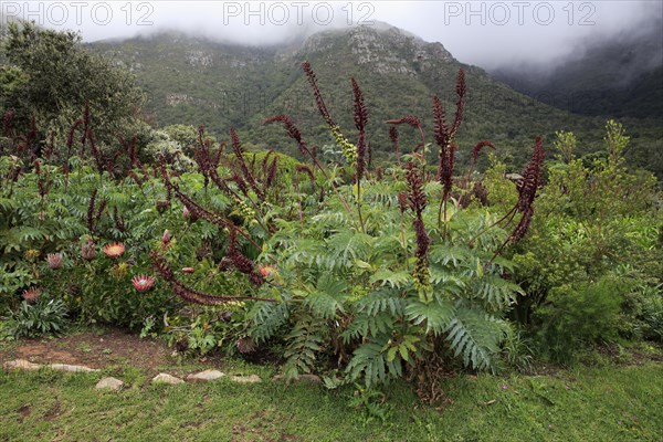 Giant honey flower (Melianthus major )