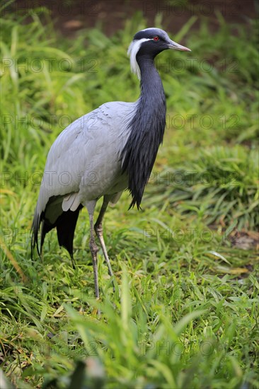 Demoiselle crane (Anthropoides virgo)